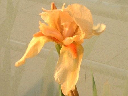 �W���[�}���E�A�C���X(German iris)