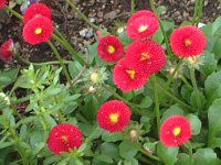 �f�[�W�[(Daisy)