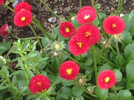 �f�[�W�[(Daisy)