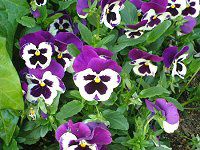 �p���W�[(Pansy)