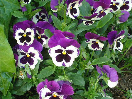 �p���W�[(Pansy)
