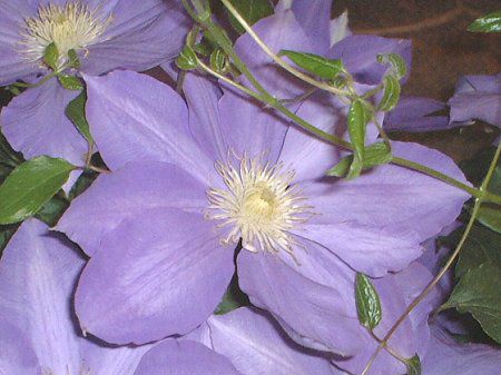 �N���}�`�X(Clematis)