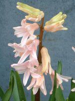 �q���V���X(Hyacinth)