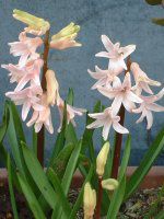 �q���V���X(Hyacinth)