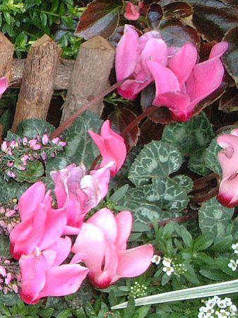 �V�N������(Cyclamen)