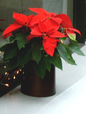 �|�C���Z�`�A(Poinsettia)