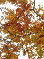 ���^�Z�R�C�A(Metasequoia)