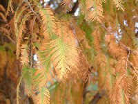 ���^�Z�R�C�A(Metasequoia)