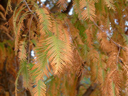 ���^�Z�R�C�A�iMetasequoia�j