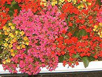 �J�����R�G(Kalanchoe) 