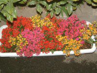 �J�����R�G(Kalanchoe) 