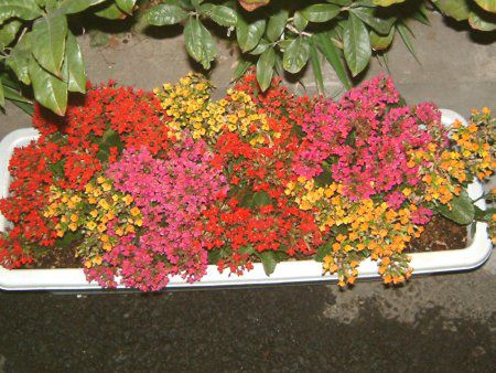 �J�����R�G(Kalanchoe) 