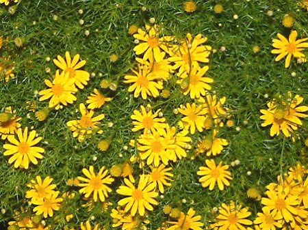 �_�[���x���O�f�[�W�[(Dahlberg daisy)