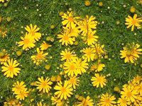 �_�[���x���O�f�[�W�[(Dahlberg daisy)
