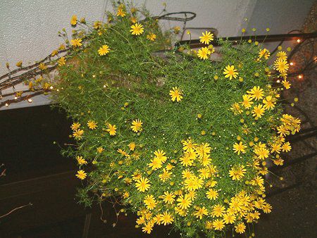�_�[���x���O�f�[�W�[(Dahlberg daisy)