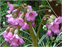 �x���Q�j�A(Bergenia)
