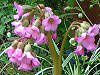 �x���Q�j�A(Bergenia)