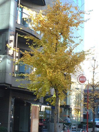 �C�`���E�i�������j