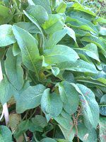 �R���t���[(Comfrey)