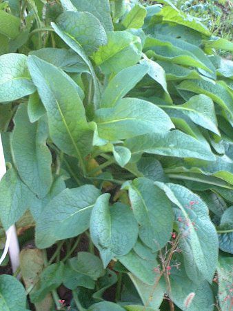 �R���t���[(Comfrey)