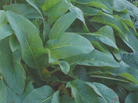 �R���t���[(Comfrey)