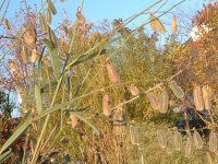 �T���w���v(sunhemp) 