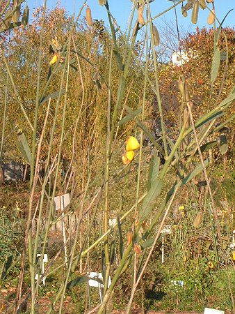 �T���w���v(Sunhemp)