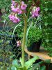 �x���Q�j�A(Bergenia)
