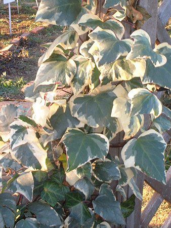 �A�C�r�[(Ivy)