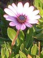 �I�X�e�I�X�y���}���iOsteospermum�j