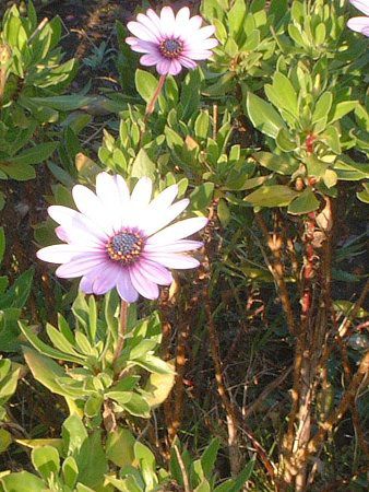 �I�X�e�I�X�y���}��(Osteospermum)