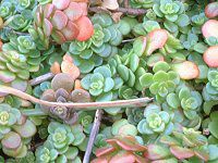 �u�����Y�q���iBronze�P�j