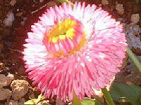 �f�[�W�[�iDaisy�j