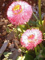 �f�[�W�[�iDaisy�j