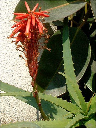 �A���G(Aloe)