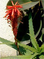 �A���G(Aloe)