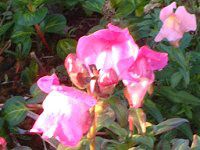 �L���M���\�E�i�������j
