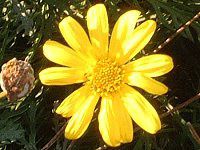 ���[���I�v�X�f�[�W�[(Euryops daisy)