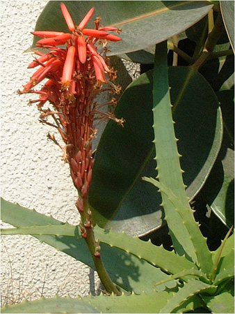 �A���G(Aloe)