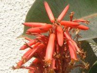 �A���G(Aloe)