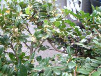 12���̉�#1(2004�N)