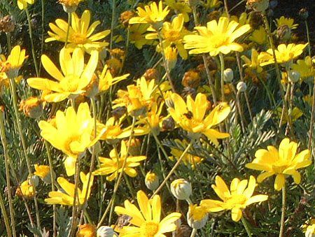 ���[���I�v�X�f�[�W�[(Euryops daisy)