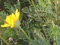 ���[���I�v�X�f�[�W�[(Euryops daisy)