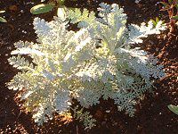 �V���o�[���[�X(Silver lace)