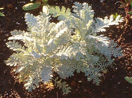 �V���o�[���[�X(Silver lace)