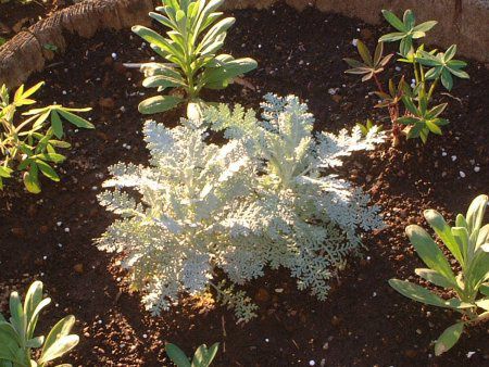 �V���o�[���[�X(Silver lace)