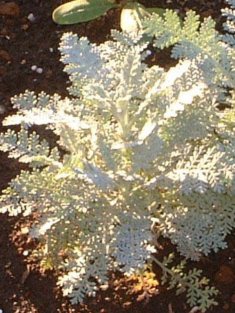 �V���o�[���[�X(Silver lace)