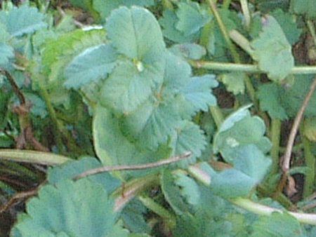 �T���_�o�[�l�b�g(Salad Burnet)