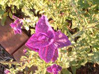 �y�C���e�b�h�Z�[�W(Painted Sage)