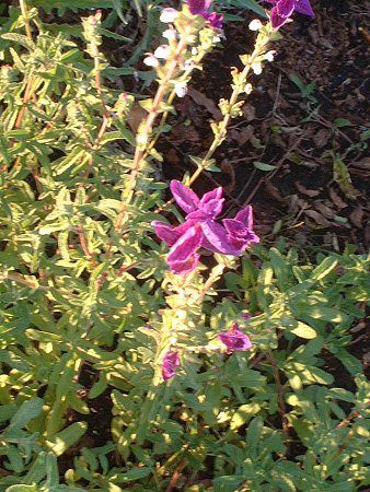 �y�C���e�b�h�Z�[�W�iPainted Sage�j